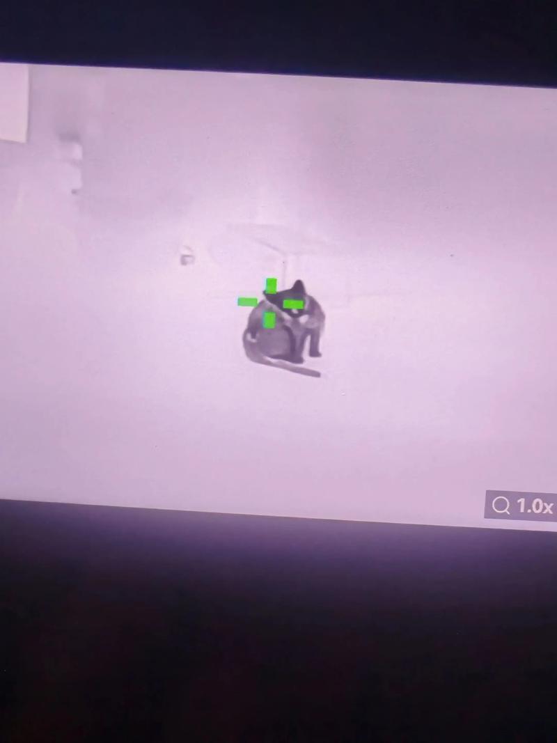 鸟为什么会有气味